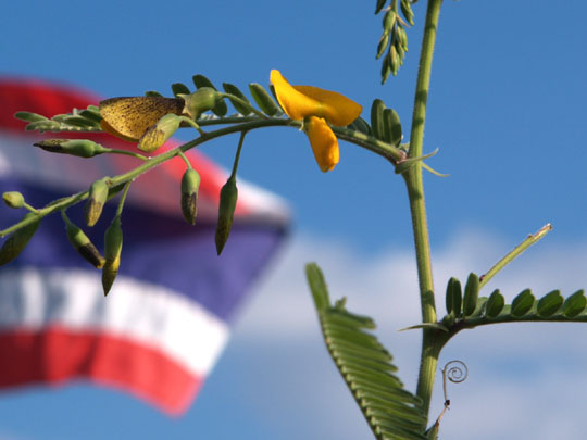 キバナツノクサネムとタイ国旗