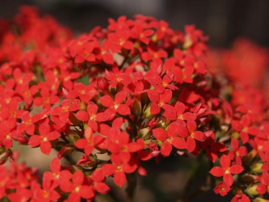 鉢植えの赤い小花