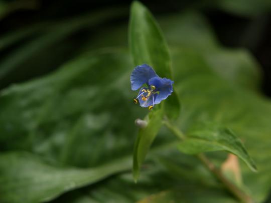 青い小花