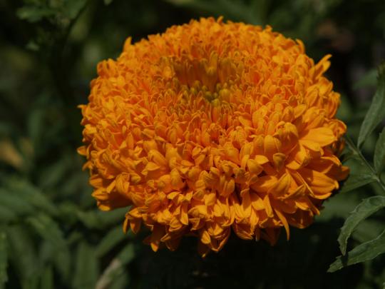 キク科のオレンジ色の花