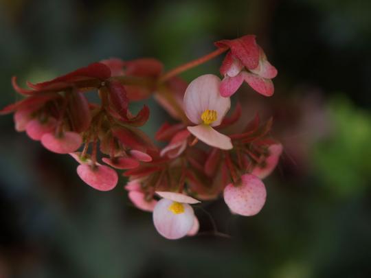 観葉植物に咲いた薄紅の花