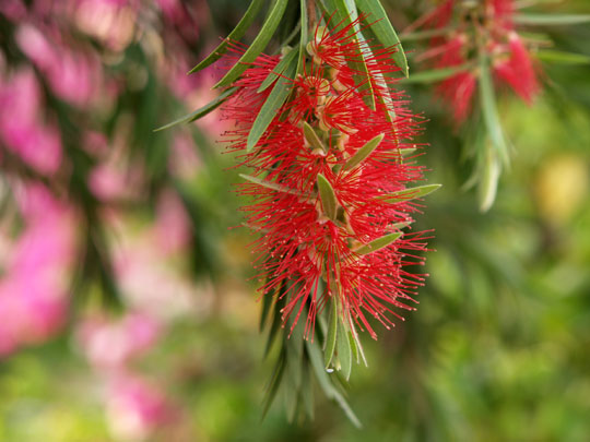 垂直に垂れた枝に咲いていた毛のような赤い花