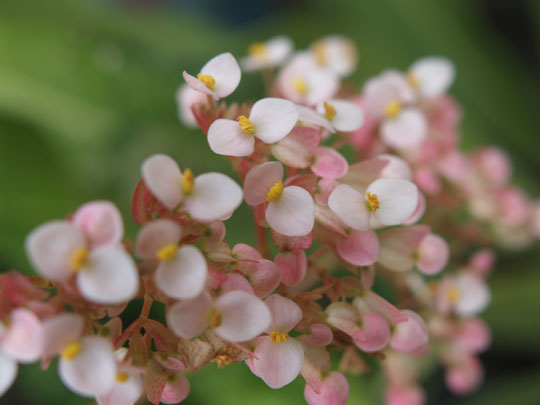 桜色のベゴニアの花