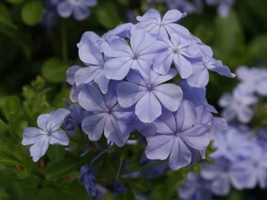 うすい青紫の花
