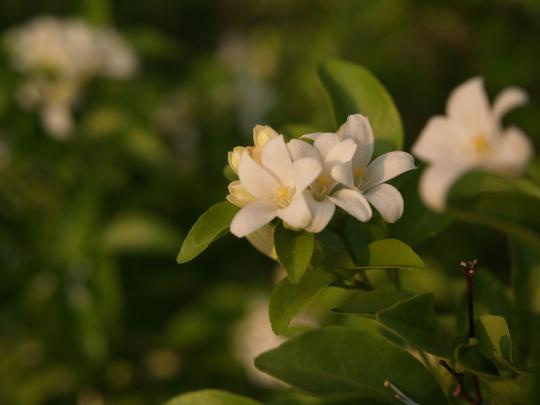 生垣の白い花