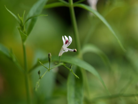 白い小花　－ 穿心蓮