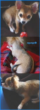 momo2004a.jpg