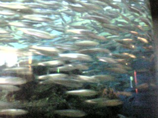 鹿児島水族館