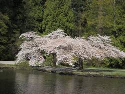 桜１６