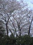 hachioji-sakura.jpg