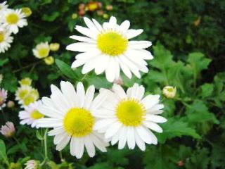白の小菊