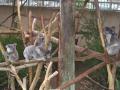 Zoo_Koala