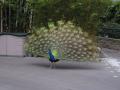 Zoo_Peacock