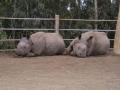 Zoo_Rhino