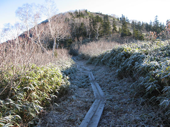 霜の木道