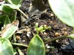 ツルニチニチソウの芽