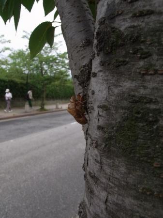 cicadas shell