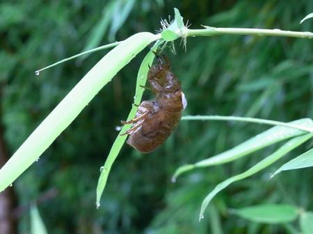 cicadas shell02