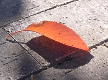 fallen_leaf.jpg