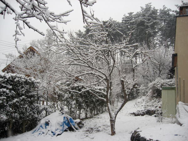 84雪景色の庭01