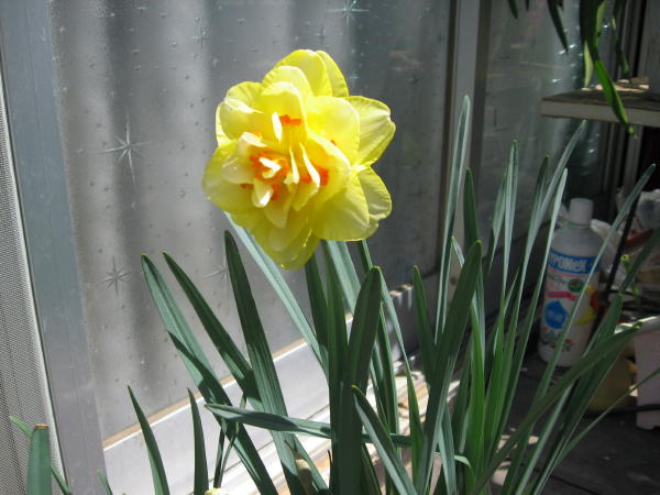 40春の花06