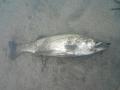 DSC00063ds.jpg