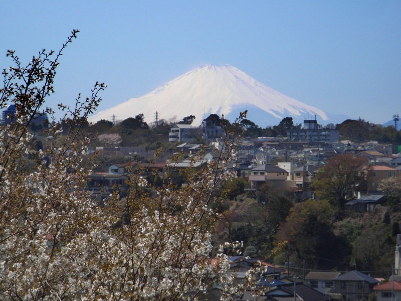 080401富士と桜