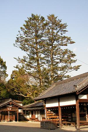 大阪府堺市の桜井神社の境内のモミの木