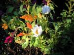 町で見かけた花シリーズ07368