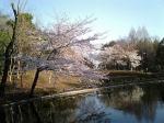 蚕糸の森公園の桜