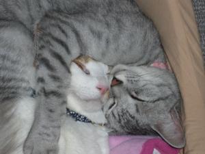 tuyosi&coco