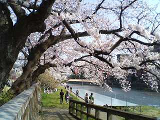 桜満開　浅野川