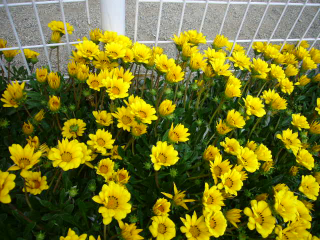 green house 黄色い花