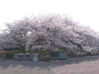 090408桜