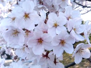 090408-5桜