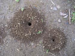 蟻の穴