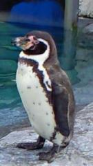 20090321ペンギンの