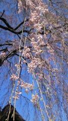 20090323高麗家の枝垂れ桜