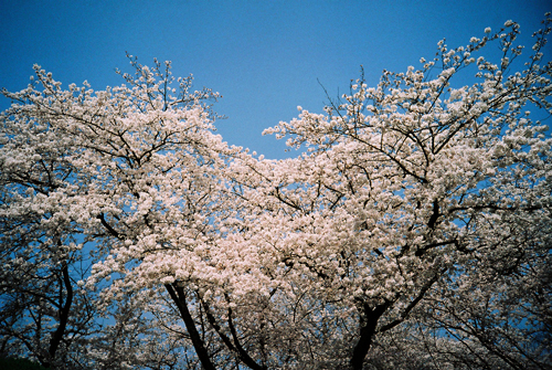 LOMO桜