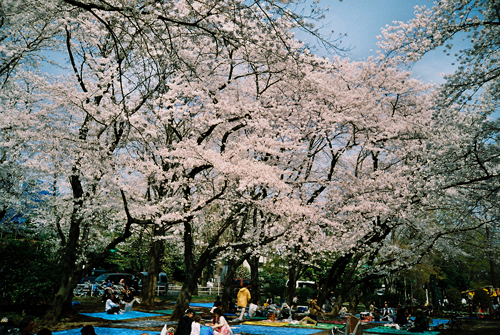 LOMO桜