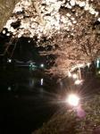 2008 松本城お堀の桜 並木