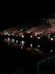 2008 松本城お堀の桜