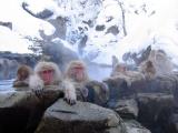 カピバラ：温泉満喫「今年もあと少しでチュ」長崎の動物園