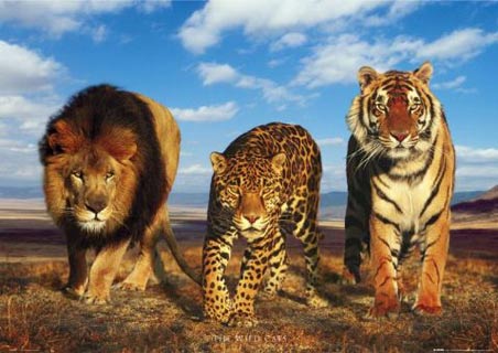 lgph0183+lion-leopard-tiger-wild-big-cats-poster.jpg