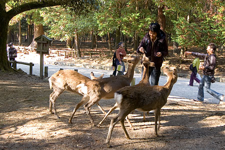 奈良の鹿コレクション-4