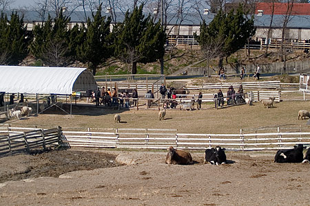 アイボクの動物広場