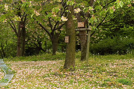 東山植物園の桜-7