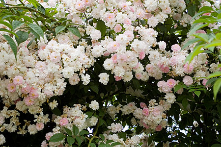花フェスタバラ-6