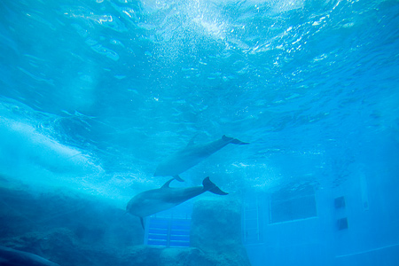 名古屋港水族館イルカ水槽