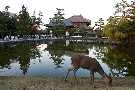 東大寺と鹿の風景